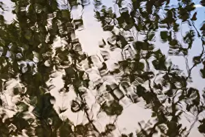 Scandinavian Lake Landscape Drucke: Leaves are reflected on still water surface