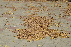 Maple Tree Foliage Drucke: The leaves are yellow on the ground