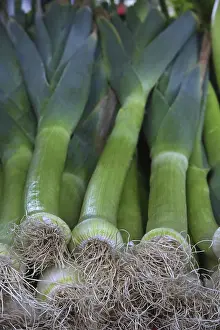 Agricultural Harvests Drucke: Leek
