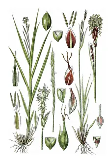 Poales Plant Family Drucke: Left, Forest Sedge (Carex sylvatica)