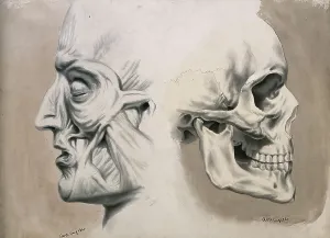 Medical Anatomy Drawing Drucke: (left) with muscles and tendons