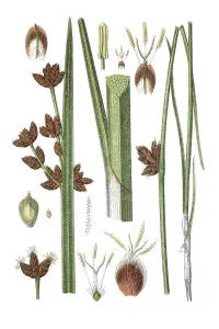 Historic Flowering Plants Drucke: Left, Triangular Club-rush (Cyperus triqueter)