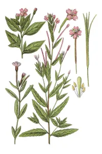 Nature Images Online Drucke: Left: willowherb (Epilobium adnatum)