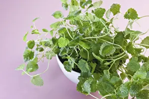 Botany Images Drucke: Lemon balm