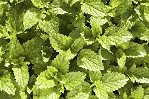 Lemon Balm Plant Drucke: Lemon balm