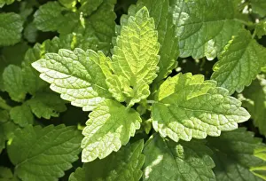Lemon Balm Plant Drucke: Lemon balm