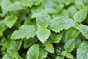 Lemon Balm Plant Drucke: Lemon balm (alternative name)