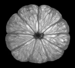 German Studio Shot Drucke: Lemon slice in transmitted light