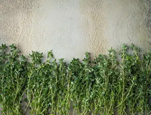 Aromatic Herbs Drucke: Lemon thyme, laid out on the table