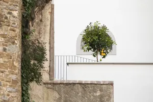 Deserted European Landscape Photography Drucke: Lemon tree in front of an arched window in a white wall
