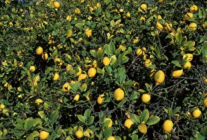 Fruit Growing In Europe Drucke: Lemon tree Spain