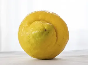 Lemon On White Background Drucke: Lemon on a white background