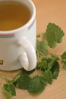 Kitchen Spice Plant Drucke: Lemonbalmtea