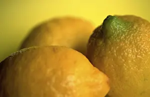Yellow Fruits Drucke: Lemons (Citrus limon)