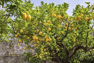 Taormina Sicily Italy Drucke: Lemons, lemon tree in a garden