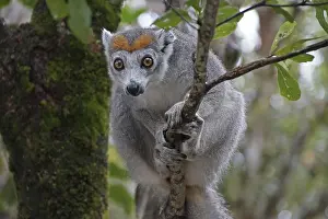 National Park Conservation Area Drucke: Lemur, Madagascar, Sifaka, Prophithecus