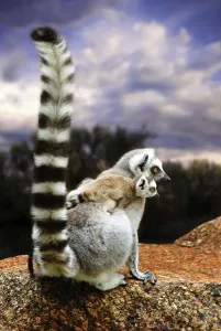 African Wildlife Drucke: Lemuren