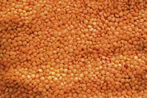 Vegetable Meal Ideas Drucke: Lentil