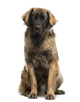 Carnivorous Mammal Drucke: Leonberger sitting in front of a white background
