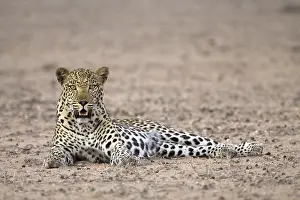 Mammalian Predators Drucke: Leopard