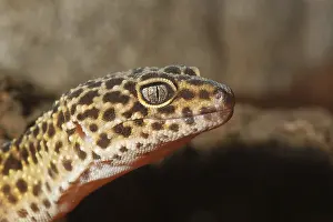 Deserted Habitat Wildlife Photo Drucke: Detail of leopard gecko on a brown background