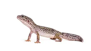 Leopard Gecko Drucke: Leopard gecko, Eublepharis macularius