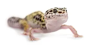 Leopard Gecko Drucke: Leopard gecko in front of a white background
