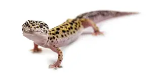 White Background Wildlife Photo Drucke: Leopard gecko in front of a white background