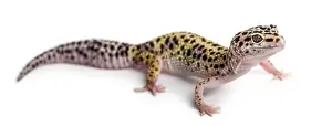 Leopard Gecko Drucke: Leopard gecko in front of a white background