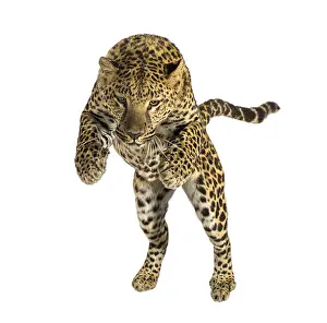 Feliformia Predator Animal Drucke: Leopard leaping forward, displaying dynamic movement and strength against a transparent background