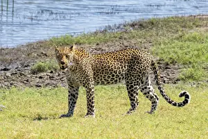 African Big Cat Photography Drucke: Leopard (Panthera pardus), Ihaha
