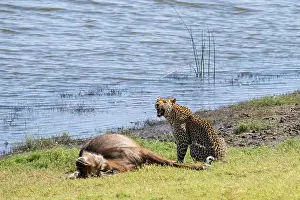 Leopard (Panthera pardus) mit Beute.