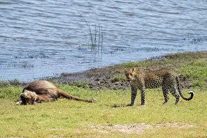 Predator And Prey Relationship Drucke: Leopard (Panthera pardus) with kill