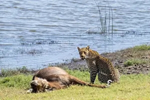Predator Animal Behavior Drucke: Leopard (Panthera pardus) with kill