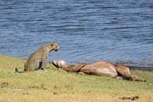 Predator And Prey Relationship Drucke: Leopard (Panthera pardus) with kill