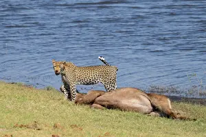 Big Cat In Nature Reserve Drucke: Leopard (Panthera pardus) with kill