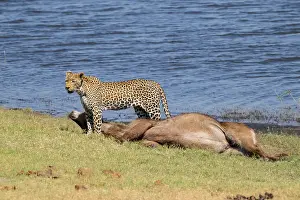 Predator Animal Behavior Drucke: Leopard (Panthera pardus) with kill