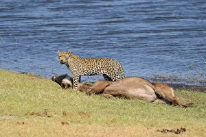 Deserted Savannah Scene Drucke: Leopard (Panthera pardus) with kill