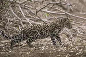 Leopard Drucke: Leoparden (Panthera pardus) Kitten