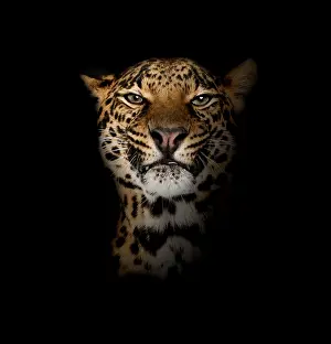 Leopard Portrait Drucke: Leopard, Panthera pardus, lying in front of black background