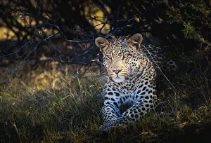 Panthera Pardus Habitat Drucke: Leopard (Panthera pardus), lying in the shade