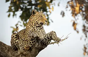 Predator In Natural Environment Drucke: Leopard (Panthera pardus) on a tree