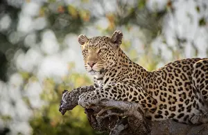 Feliformia Animal Images Drucke: Leopard (Panthera pardus) on a tree