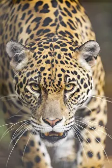 Leopard Portrait Drucke: Leopard (Panthera pardus) walking