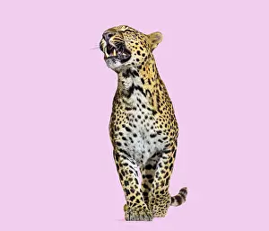 Predator Animal Behavior Drucke: Leopard snarling with baring teeth standing on a solid pink background