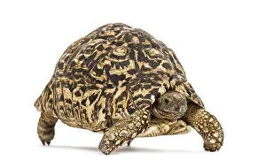 Wildlife Studio Shots Drucke: Leopard tortoise, Stigmochelys pardalis