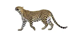 Big Cat Drucke: Leopard walking, presenting characteristic spotted fur pattern and long tail