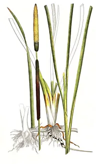 Natural Healing Methods Drucke: Lesser bulrush (Typha angustifolia)