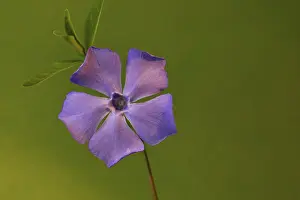Strandschnecken Drucke: Blüte der Kleinen Periwinkle (Vinca minor) in Nordrhein-Westfalen, Deutschland