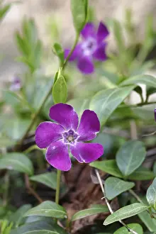 Strandschnecken Drucke: Kleinblütige Vinca (Vinca minor)